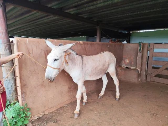 Jumento manso e saudável  - Foto 2