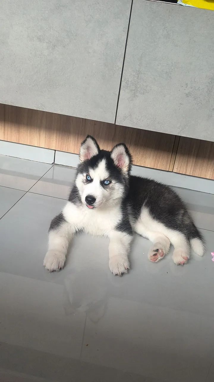 Husky siberiano macho 