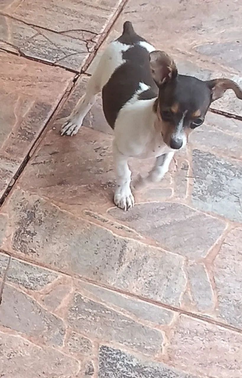 Raça pinscher 
