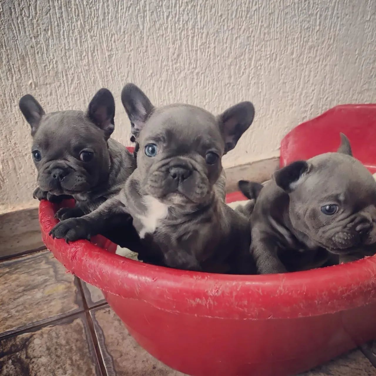 Buldogues francês pronta entrega 