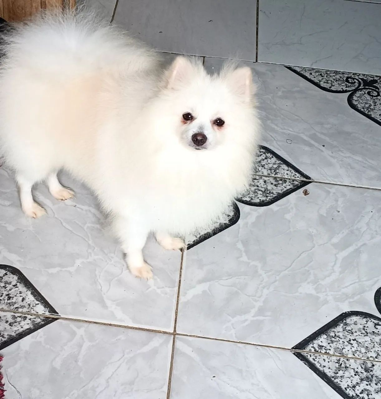 Spitz alemão macho  - Foto 4