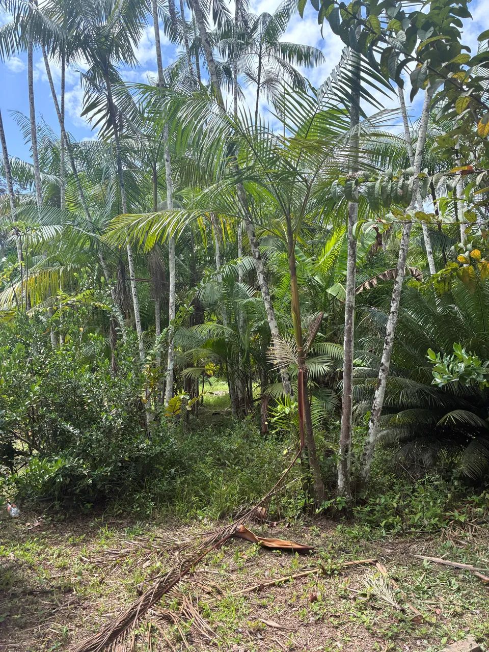 SOMENTE VENDA  - Foto 4