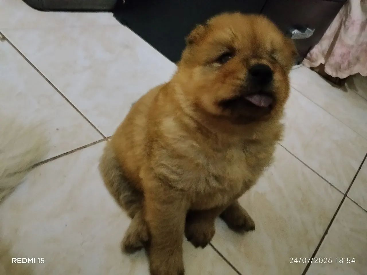 Chow chow  - Foto 3