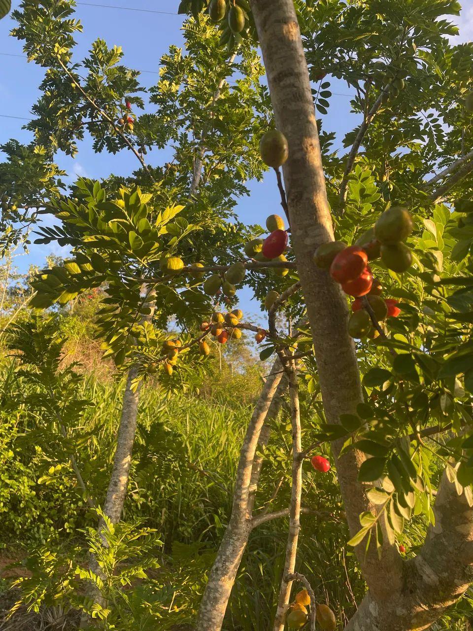 Sítio em Água Branca - Foto 5