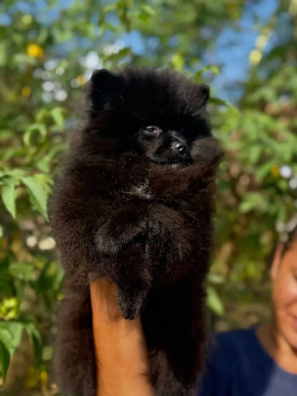Spitz alemão macho - Foto 2
