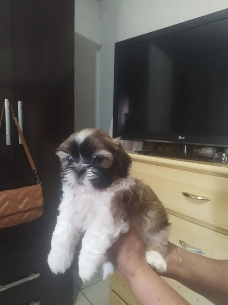 Shitzu machos  - Foto 4