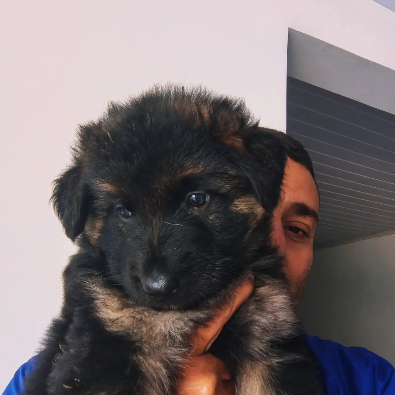Cachorros - Foto 4