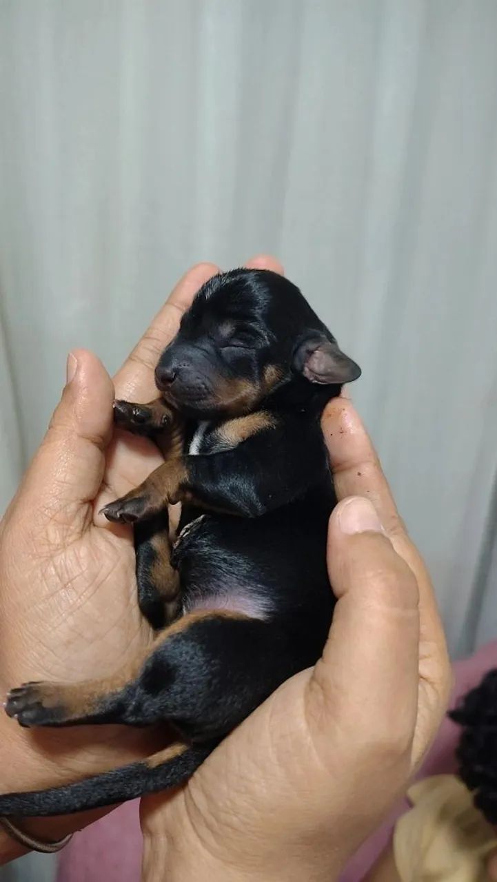 Cachorro salsicha original  - Foto 2