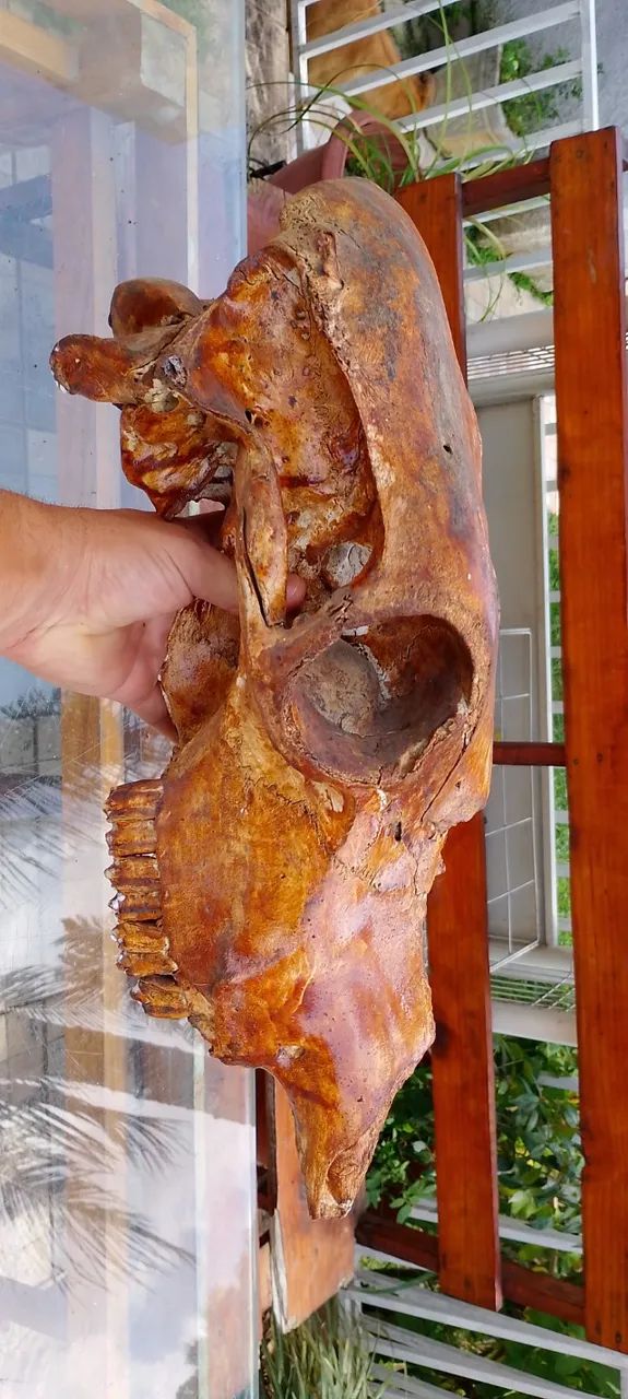 Crânio boi com ossos cruzados - Foto 3