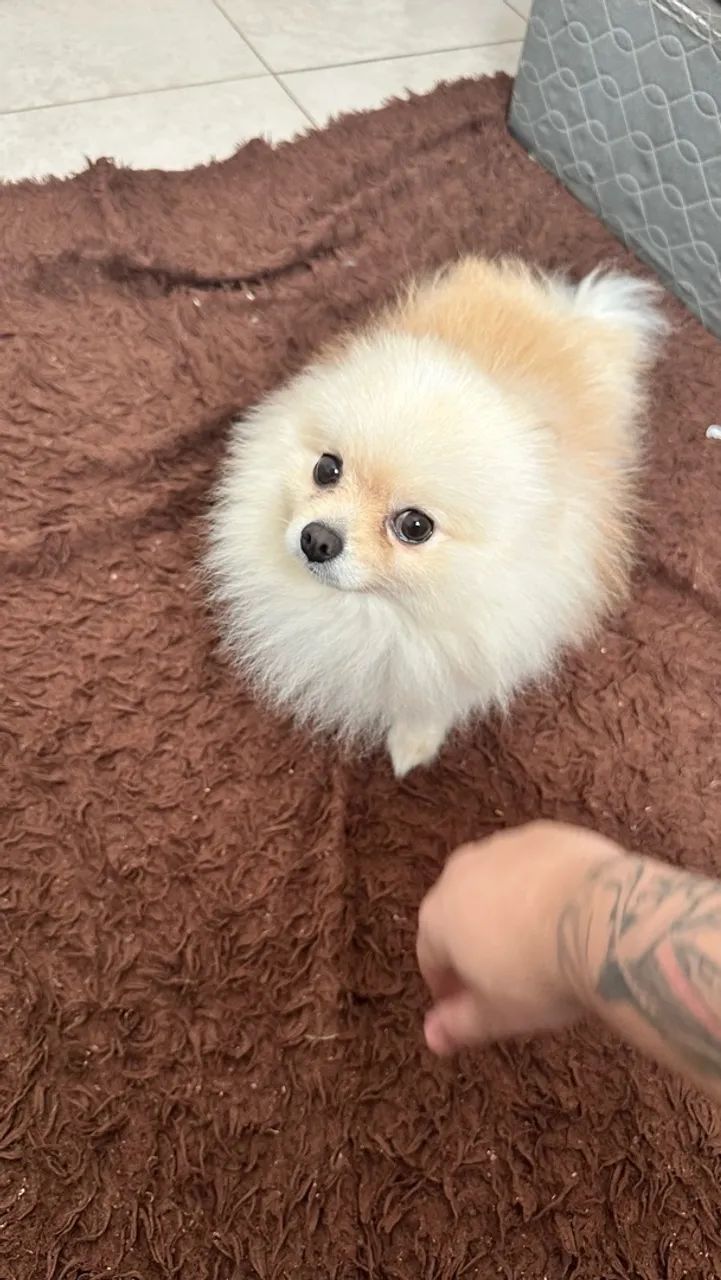 Spitz alemão  - Foto 2