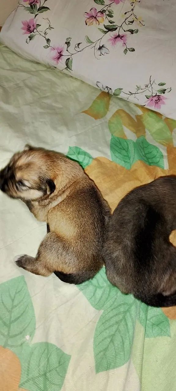  filhotes de Pets 100,00 - Foto 4