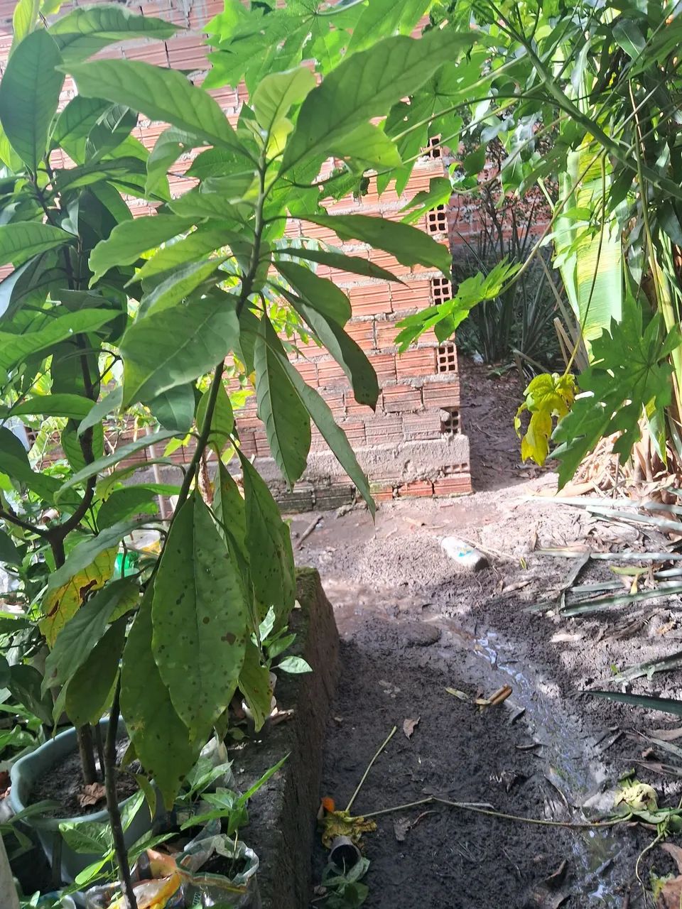 Plantas frutíferas  - Foto 5