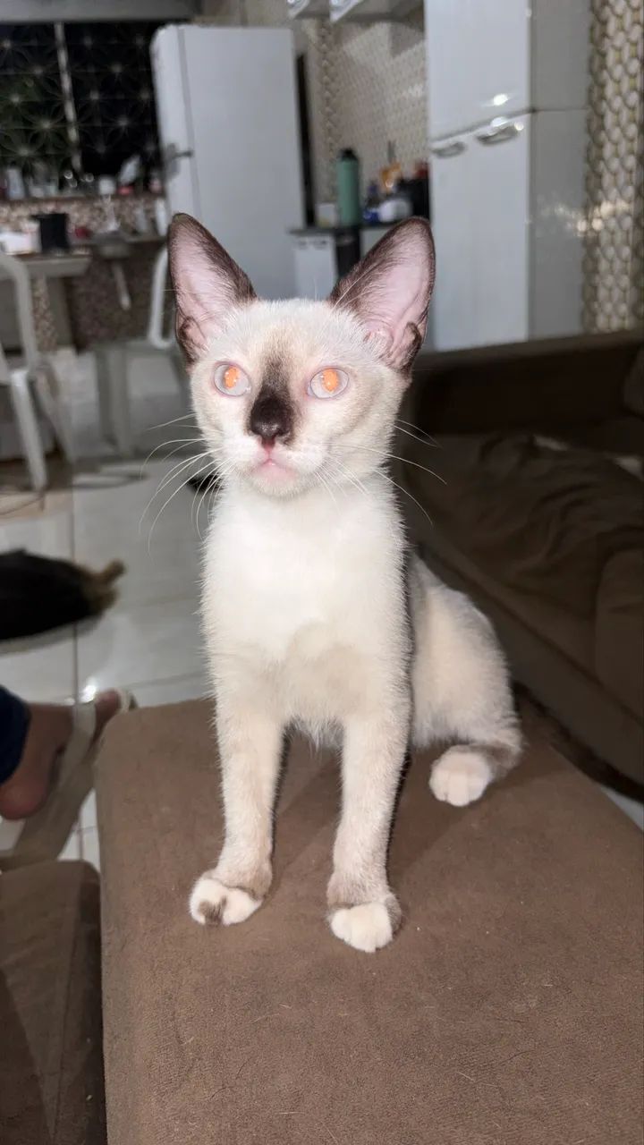 Doa se gato - Foto 3