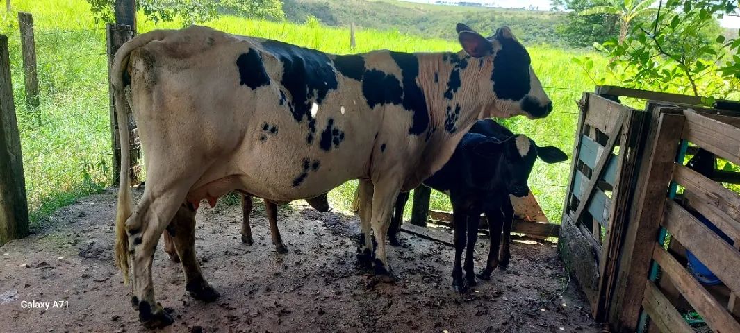 Vacas  leiteiras a vends - Foto 3