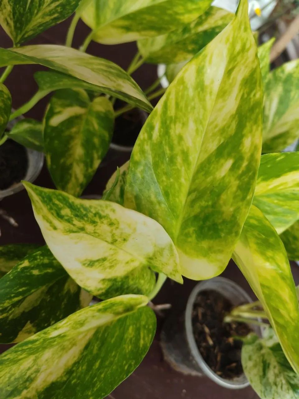 Plantas de sombra  - Foto 2