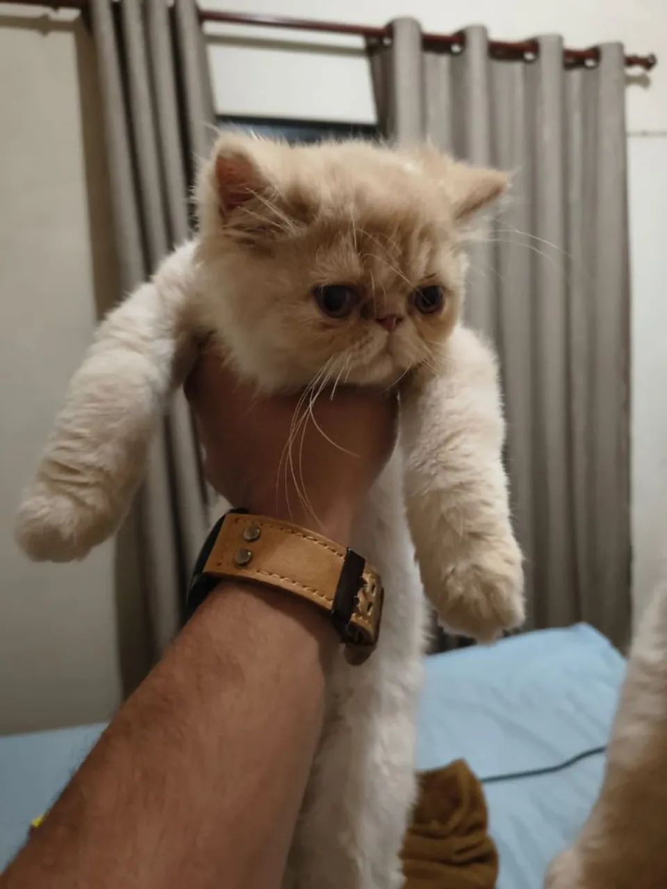 Gato persa 100% puro - Foto 3