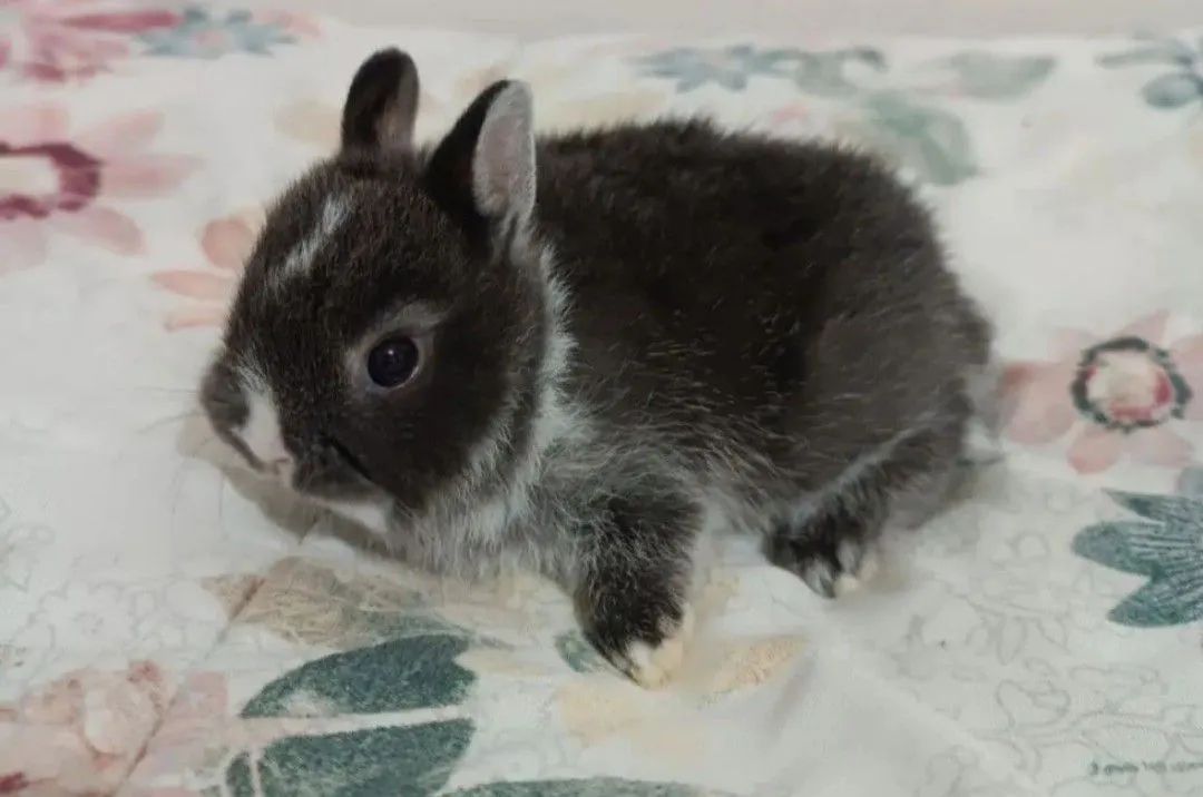 Netherland Dwarf Rabbit Kits65675282292097123