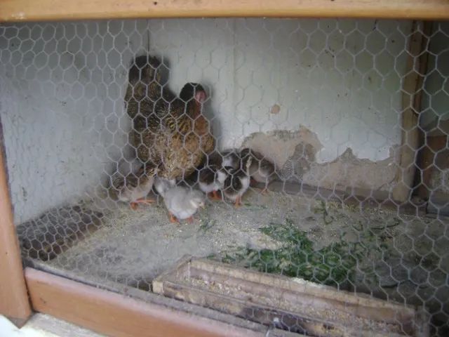 ovos de galinha de angola - Foto 3