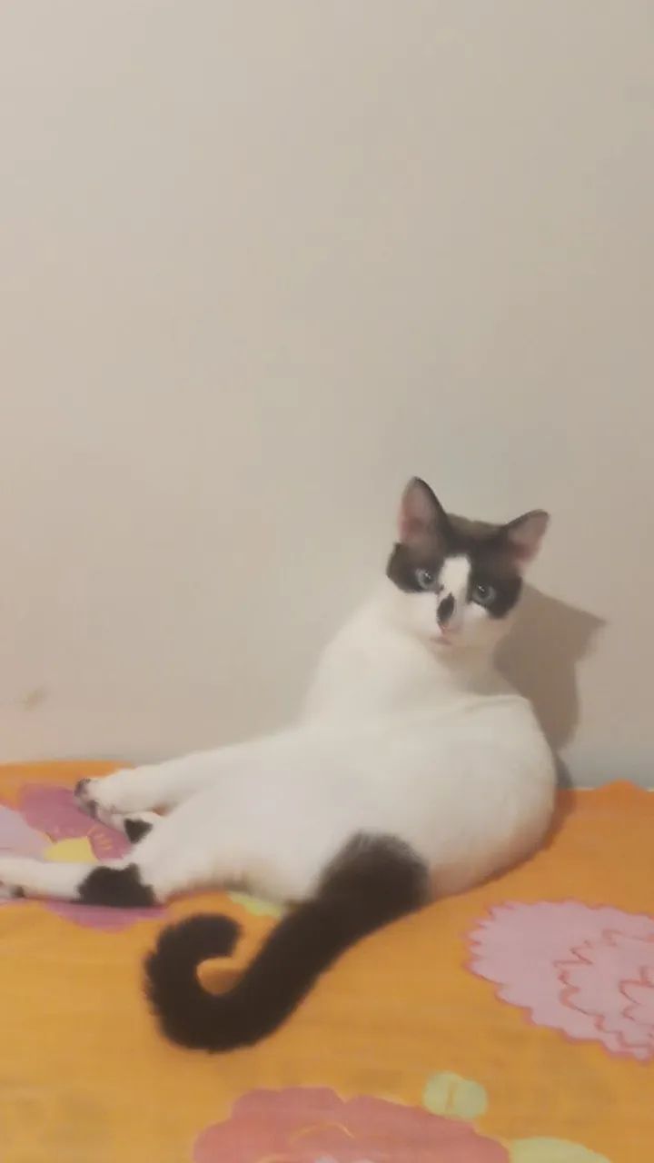 DOAÇÃo de GATO - Foto 2