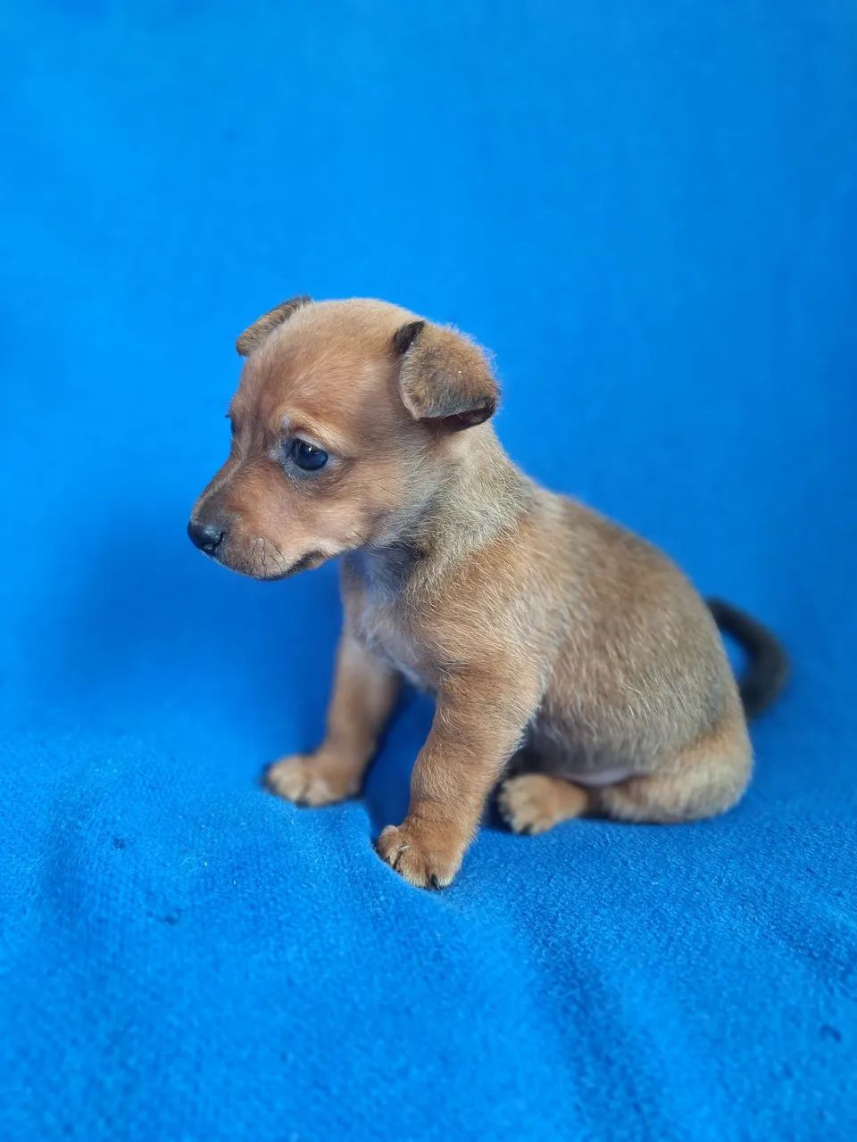 Vendo pinscher macho - Foto 2