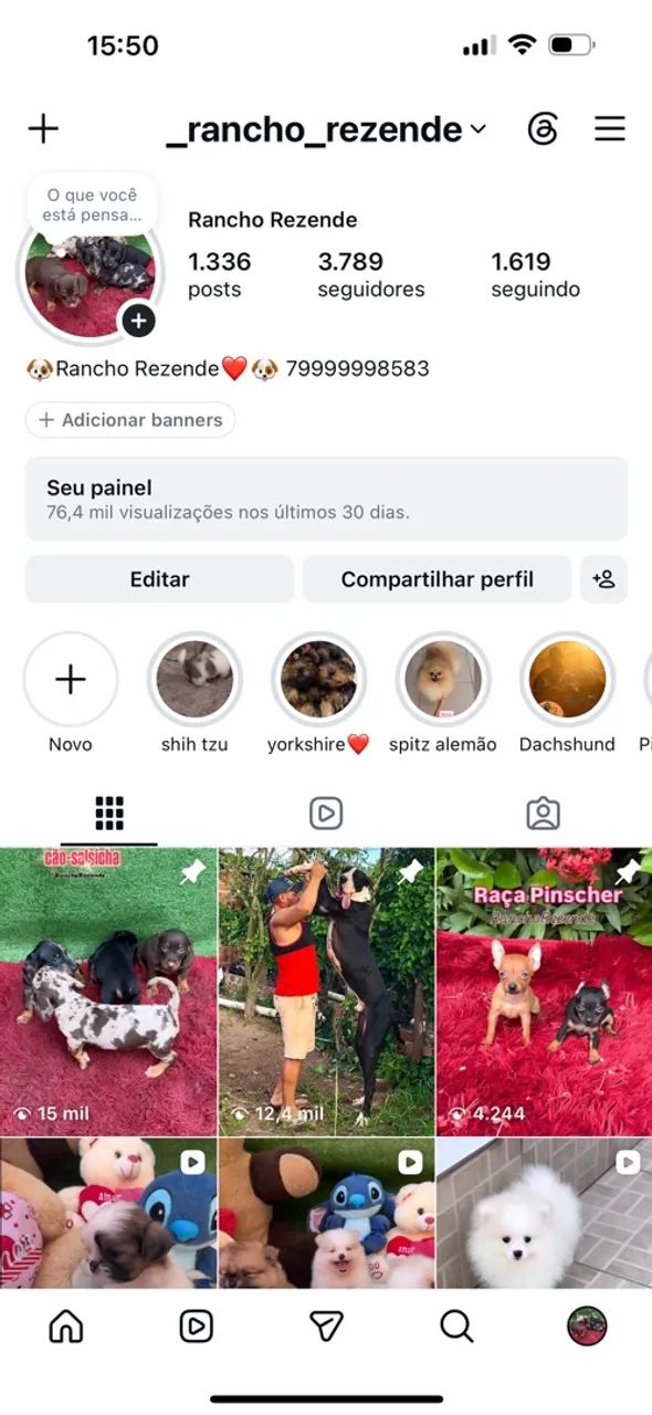 Cachorro  - Foto 3
