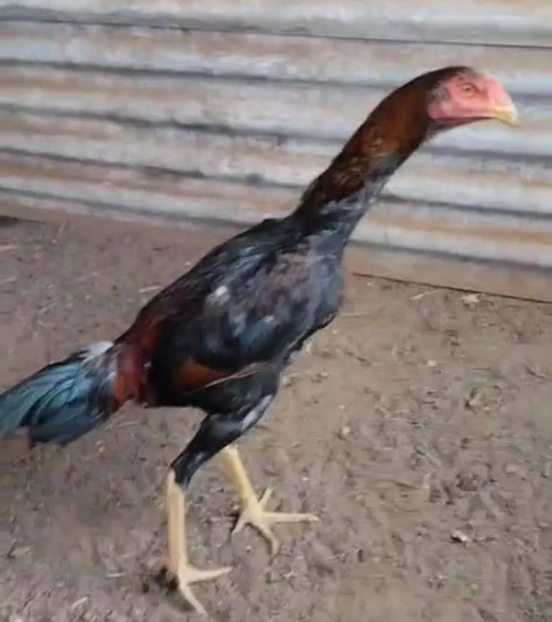 Frango índio costeiro 