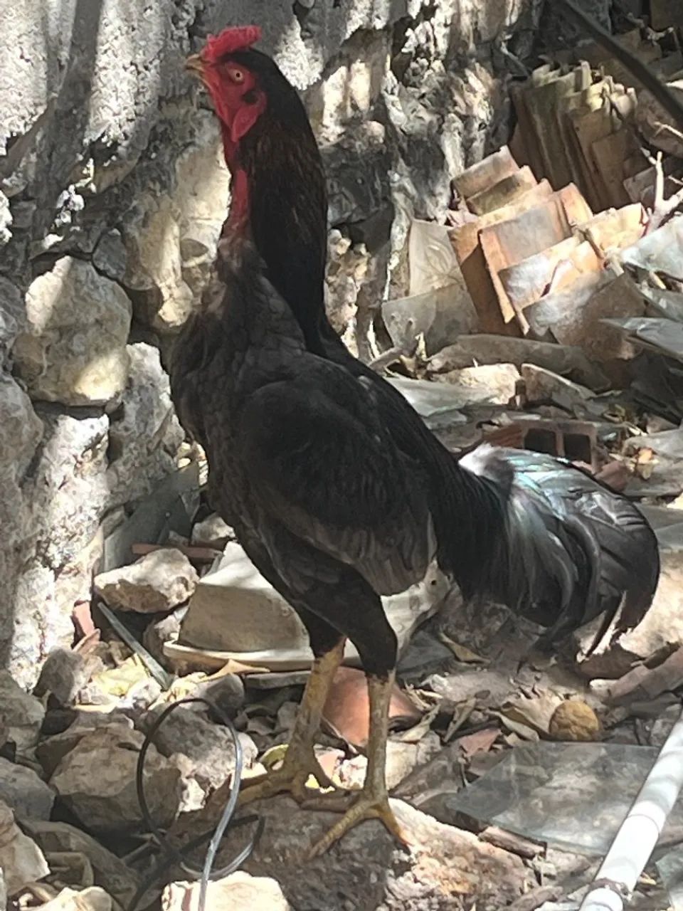 Galo - Foto 2