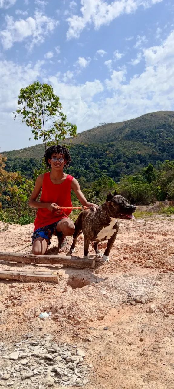 Filhotes American Bully  - Foto 4