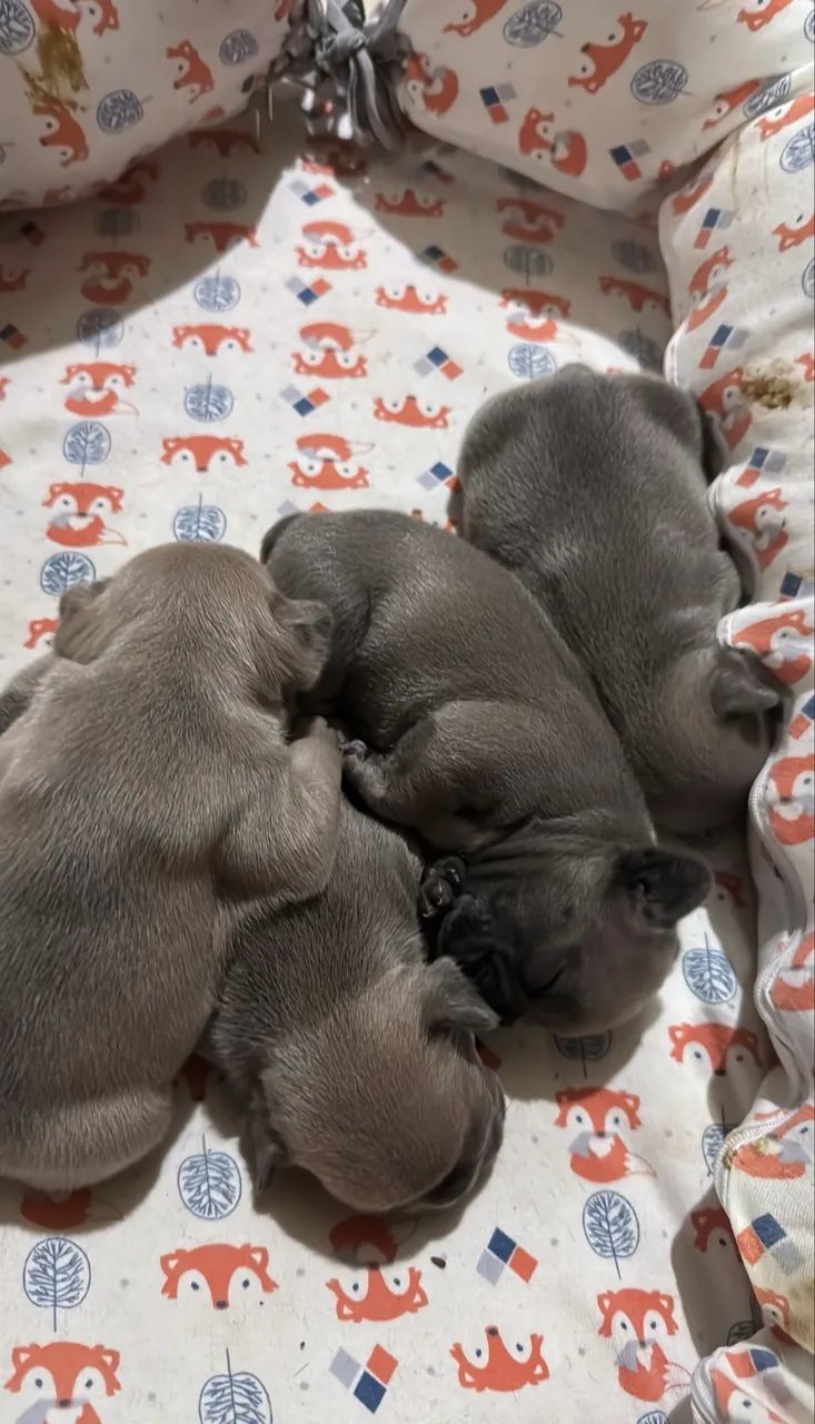 Bulldog francês  - Foto 3
