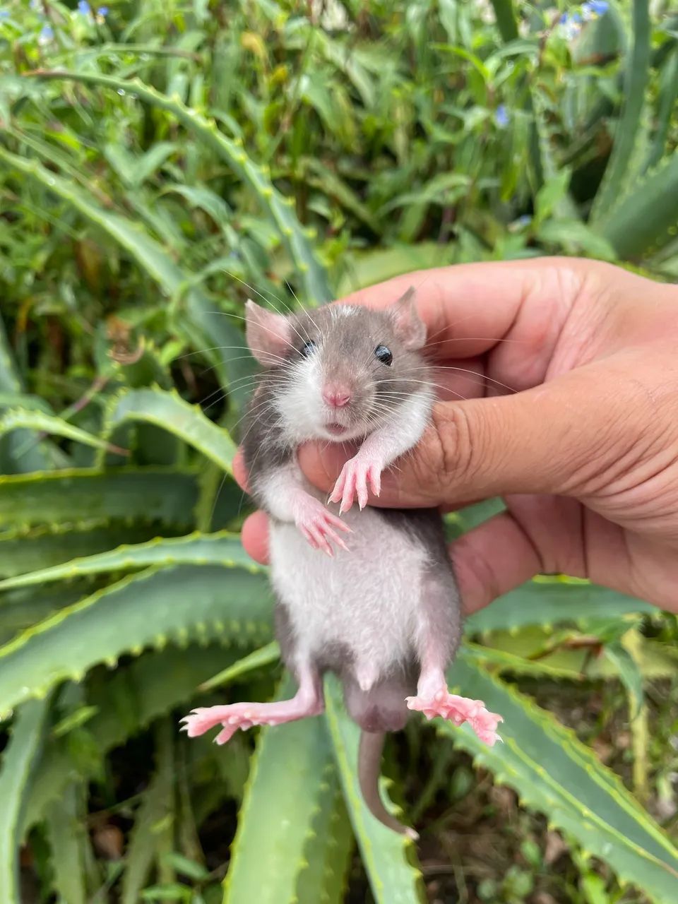 Ratos Twister Dumbo e Standard  - Foto 2