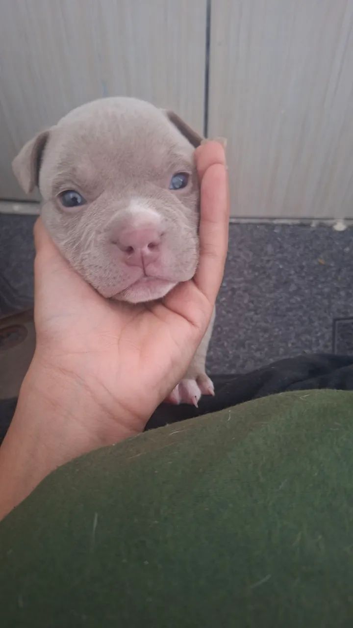American bully 
