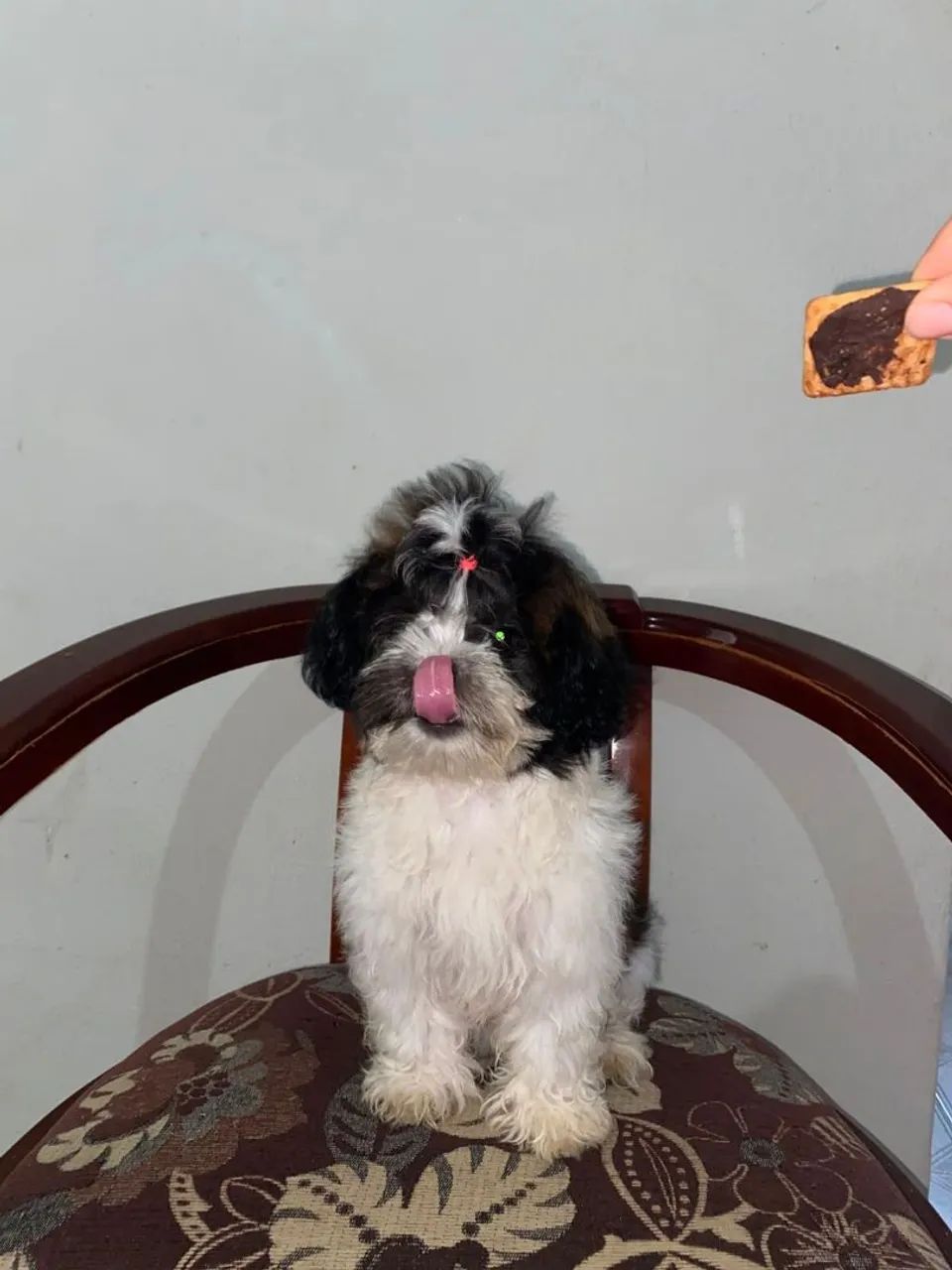 Vende-se cadelinha Shitzu  - Foto 3