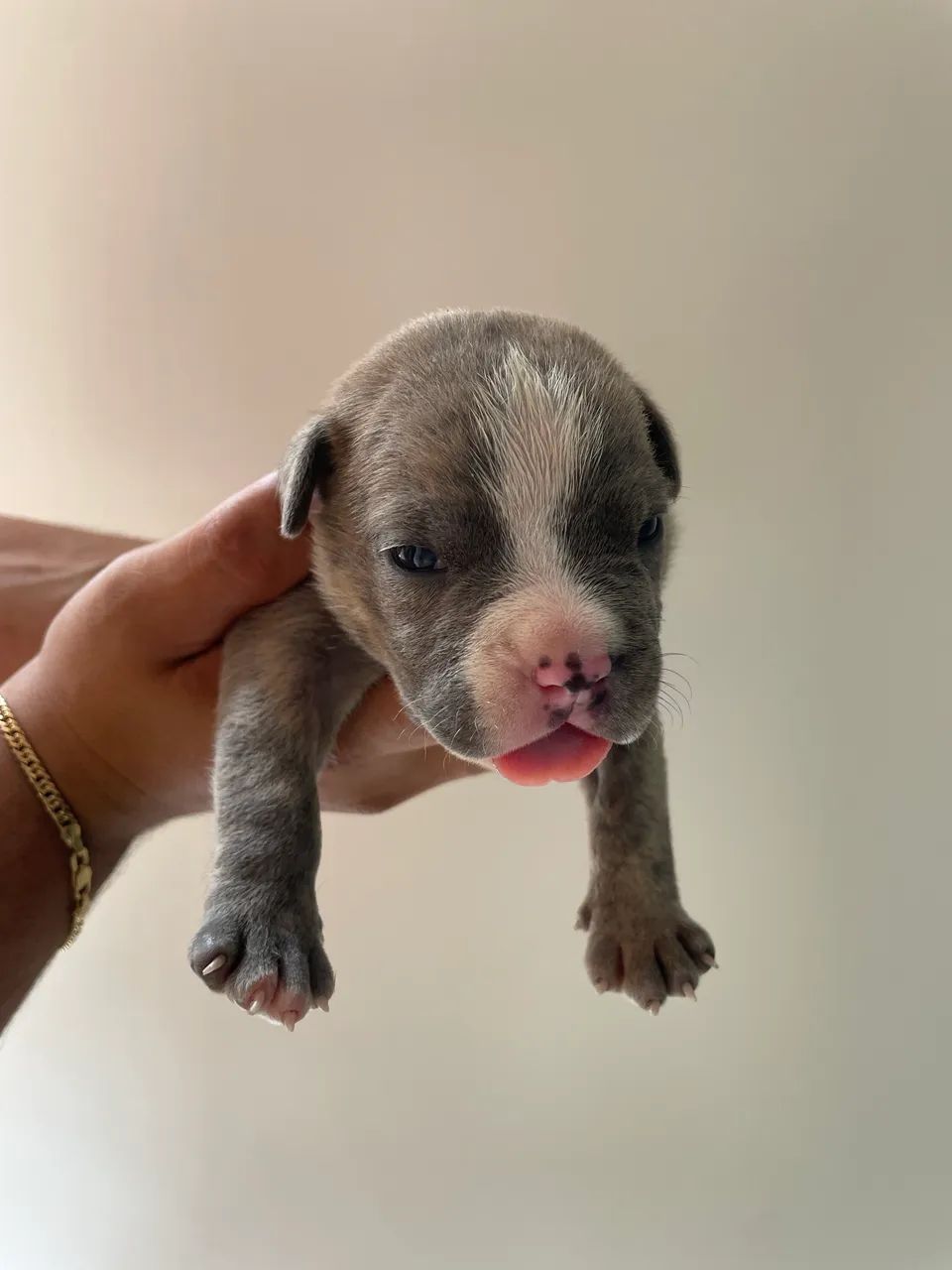 American amstaff 