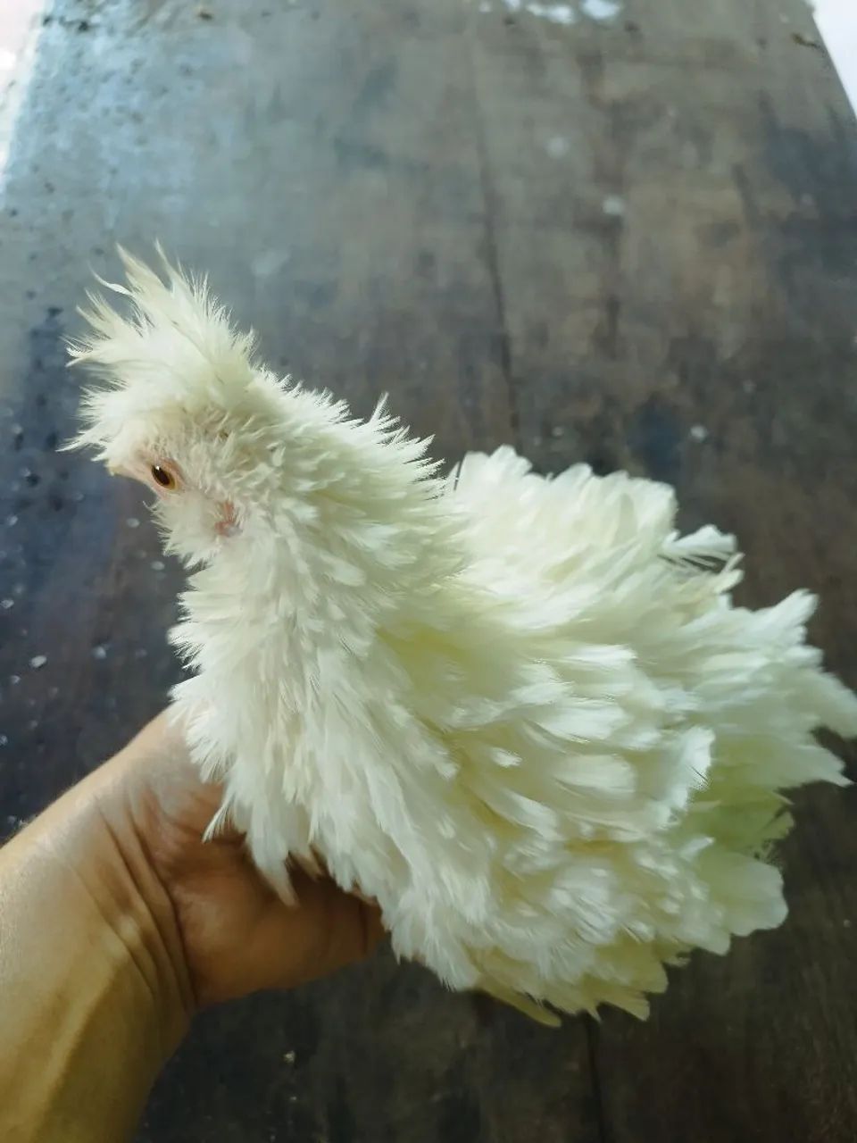 Frango frisado - Foto 3