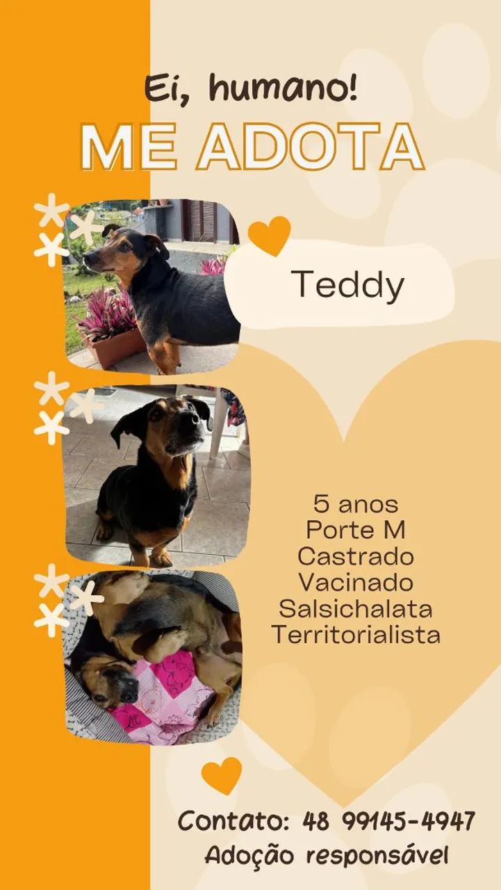 Adoção cachorro - Teddy  - Foto 5