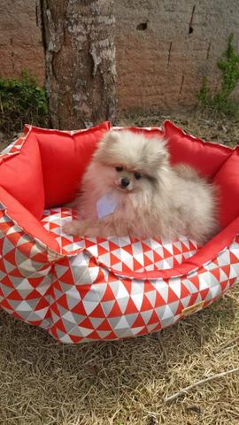 Spitz alemão anão!!! Lulu da pomerania 4 meses 1,3 k!!! - Foto 5