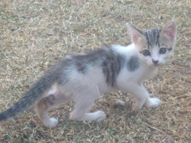 Gatos para Doação - Foto 2