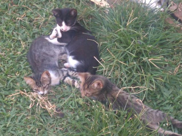 Gatos para Doação - Foto 6