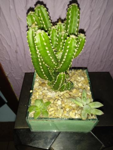 Terrario de cacto - Foto 4