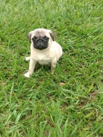 F ilhotinho macho de pug preto com pedigree disponível*Whatsapp * - Foto 2