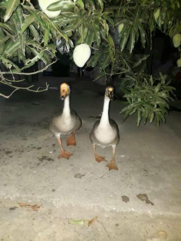 Vendo Casal de Ganços Adultos - Foto 5