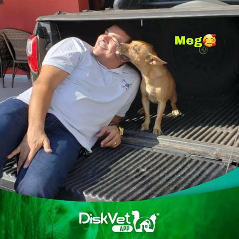 Veterinário em Domicílio - Foto 6