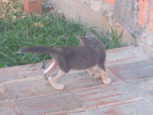 Gatos para Doação - Foto 4
