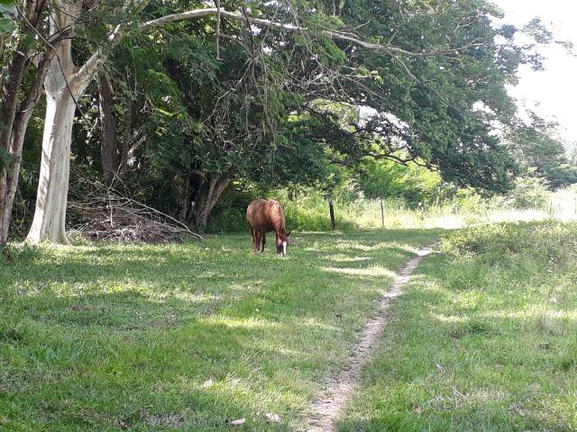 Chácara de porteira fechada na beira do rio Cuiabá com barco gado cavalo casa boa - Foto 13