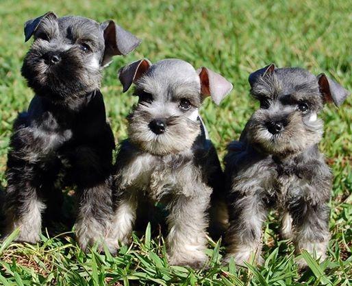 Lindos Filhotes Schnauzer