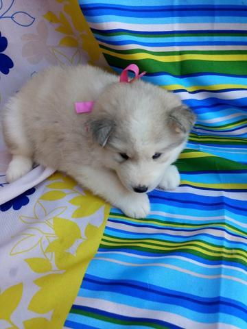 Husky siberiano macho e fêmea maiores informações no whatsaap - Foto 4