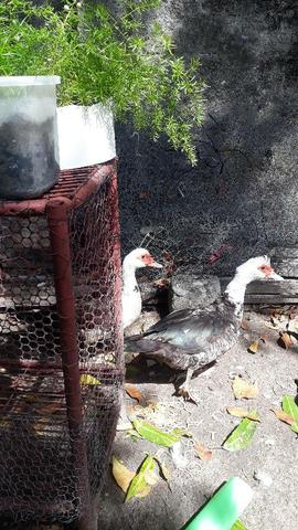 Aves - Foto 2