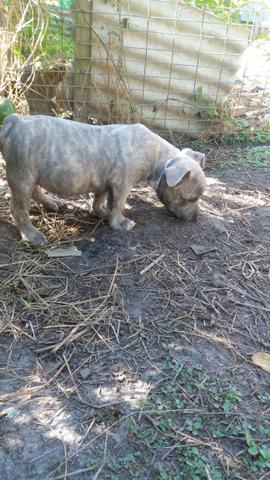 Macho de American bully - Foto 3