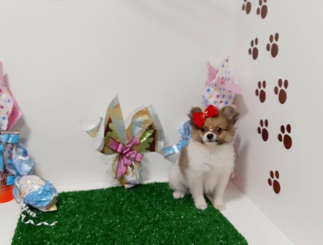 Lindas Spitz alemao fêmea em 10x de 350,00 enviamos até você!!! - Foto 2