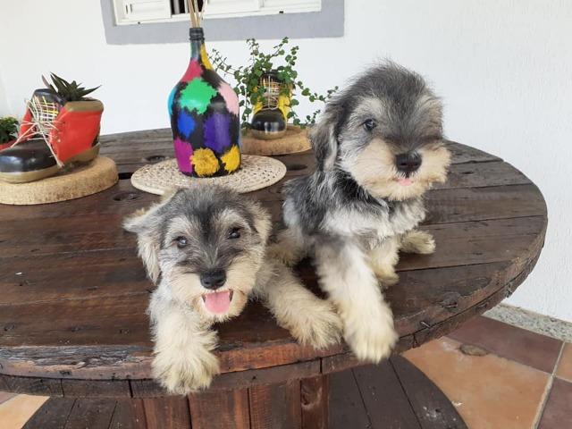 Schnauzer filhtotes - Foto 2